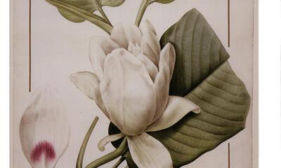 Pierre-Joseph Redouté, Magnolia macrophylla, 1811, potlood en aquarel op velijn,